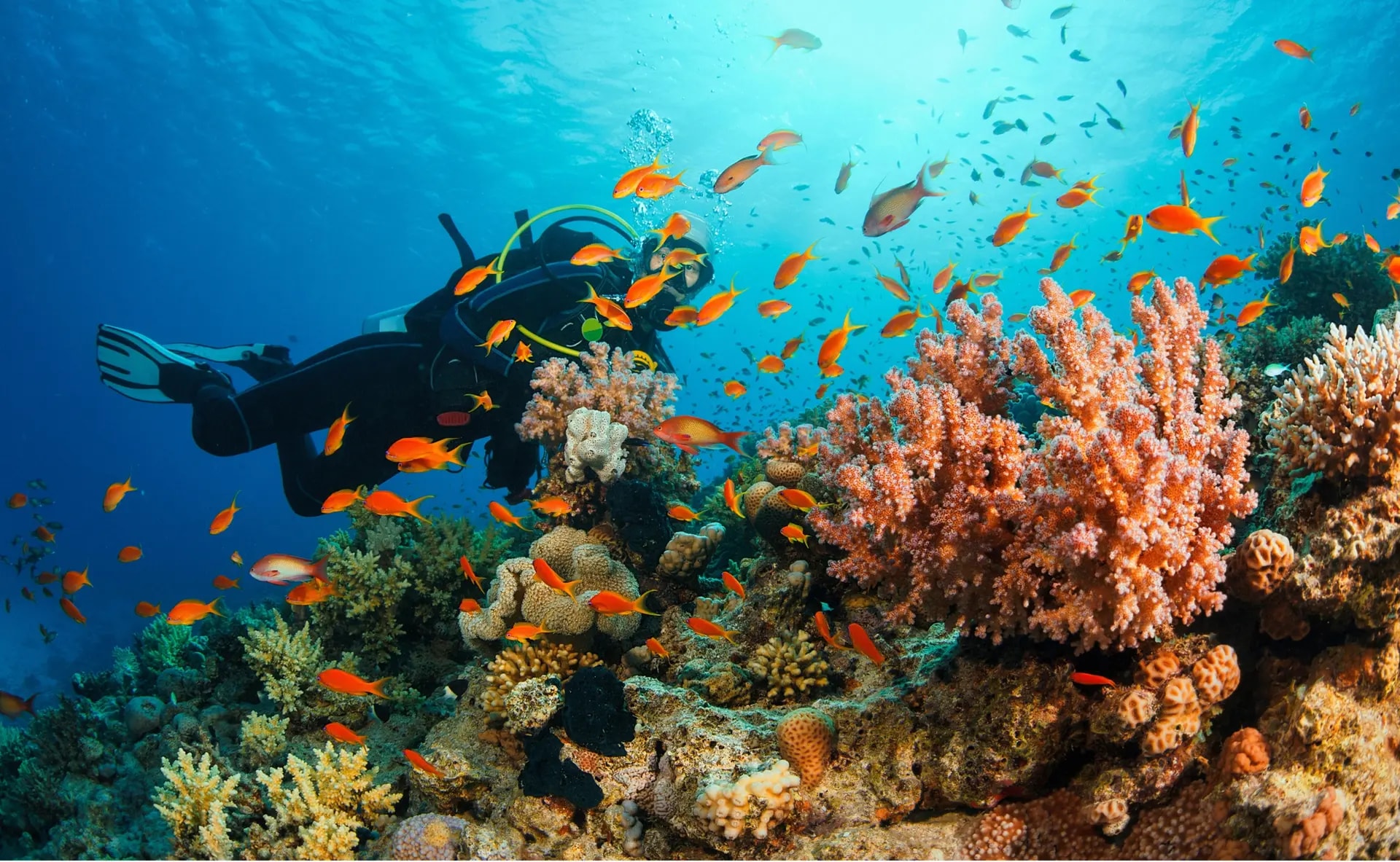 אתר נופש פרטי לצלילה